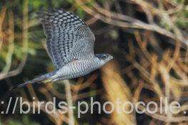 ハイタカ　2026.02.12