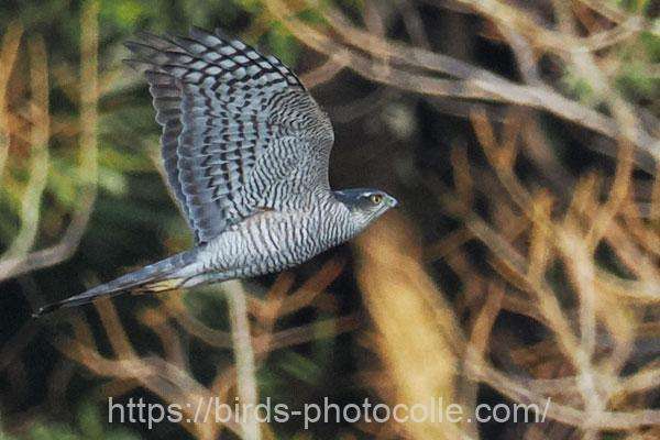 ハイタカ　2026.02.12