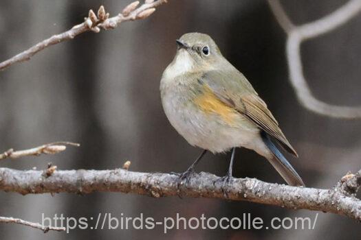 ルリビタキ　2025.03.31