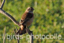 ノビタキ　2025.10.27