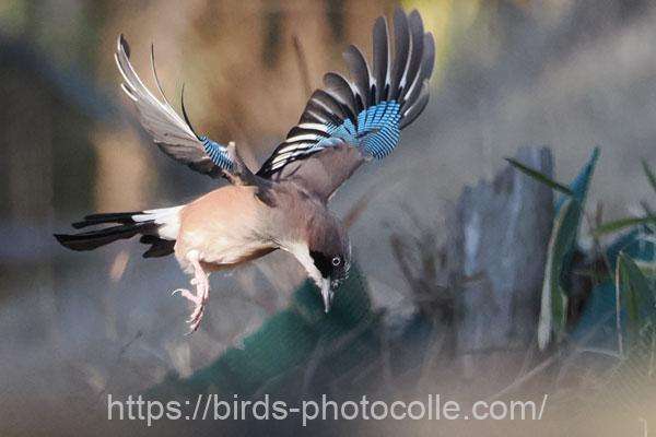 カケス 2026.02.10