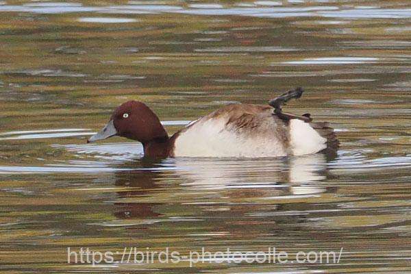 メジロガモ 2025.12.01