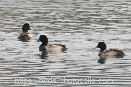 スズガモ　2025.01.20