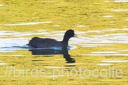 オオバン　2025.11.22