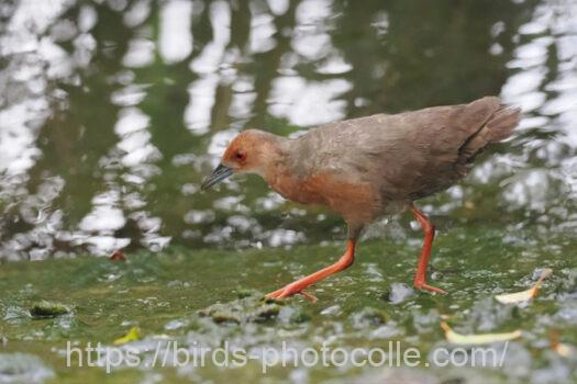 ヒクイナ　2023.08.17