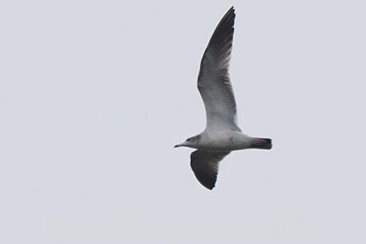 ウミネコ? 2024.10.29