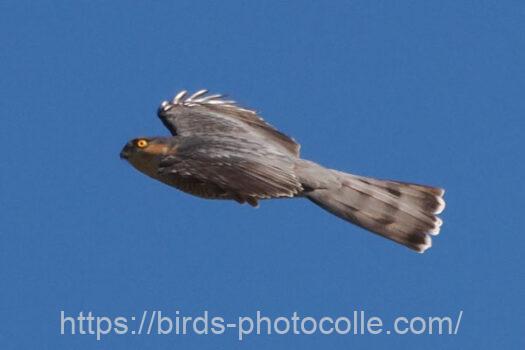 ハイタカ　2023.12.04