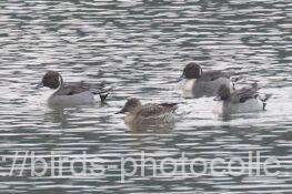 4羽観察オナガガモ　2026.01.16