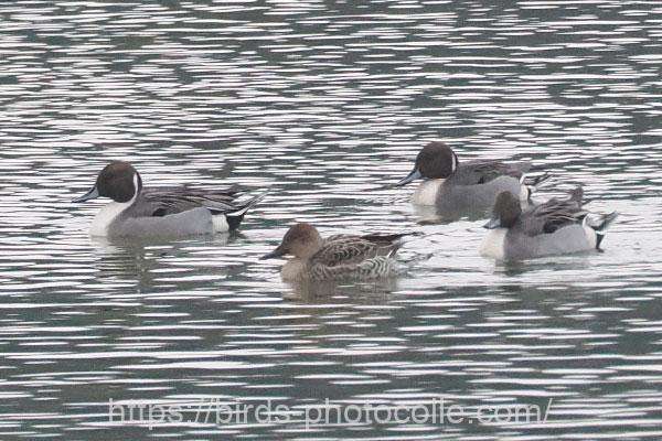 4羽観察オナガガモ　2026.01.16