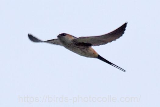 コシアカツバメ　2024.04.27