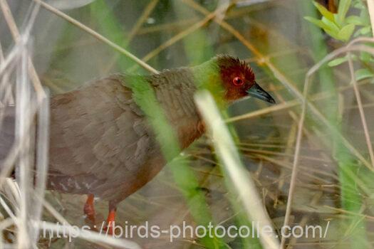 ヒクイナ　2024.04.23