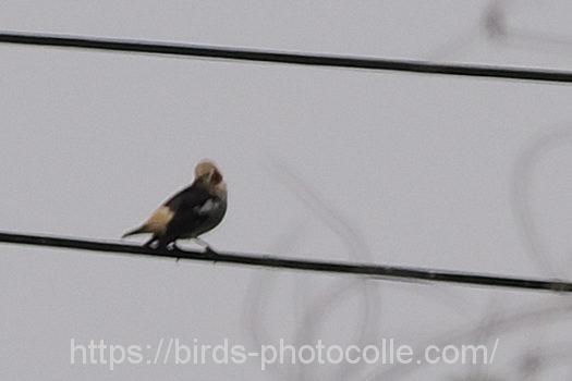 コムクドリ220421