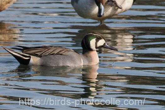 雑種　オナガガモ✖トモエガモ♂　2025.02.15