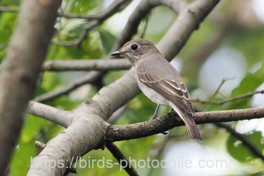 コサメビタキ　2024.08.28