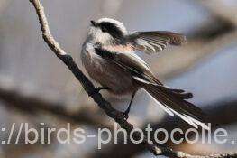 エナガ　2026.02.04