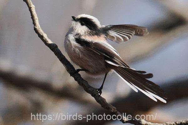 エナガ　2026.02.04