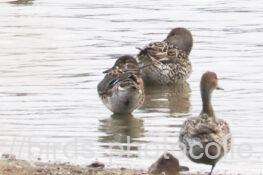 口元に白斑があるのでトモエガモ♀　右の2羽はオナガガモ♀　2026.02.23