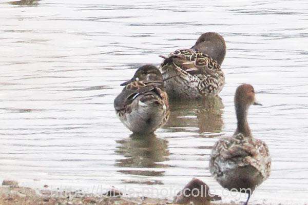 口元に白斑があるのでトモエガモ♀　右の2羽はオナガガモ♀　2026.02.23