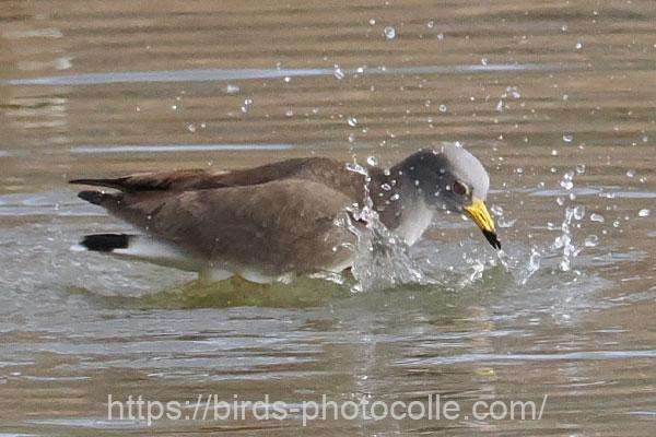 ケリの朝シャン　2026.03.07