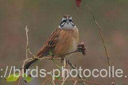 ホオジロ　2025.10.31