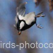 シジュウカラ　2026.01.12