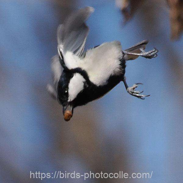 シジュウカラ　2026.01.12