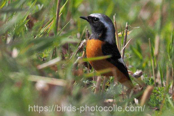 ジョウビタキ♂　2026.03.20