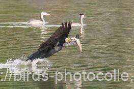 カワウ　2025.11.04