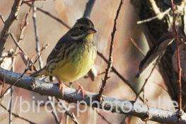 アオジ　2026.01.22