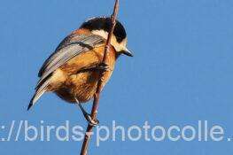 ヤマガラ　2026.02.21