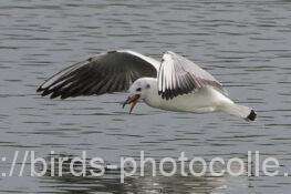 ユリカモメ　2025.11.17