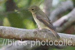 キビタキ　2025.10.06