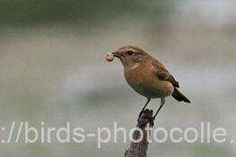 ノビタキ　2025.11.01