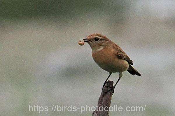 ノビタキ　2025.11.01