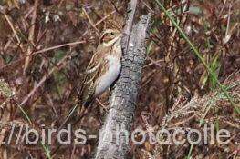 カシラダカ　2025.11.06