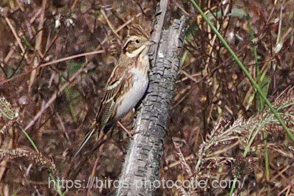 カシラダカ 2025.11.06