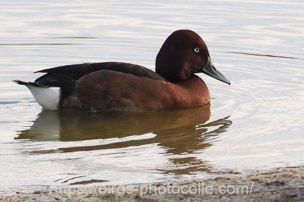 メジロガモ 2025.12.01