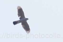 昨日と同じオオタカ 2025.04.08