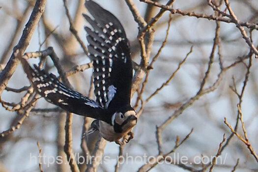 アカゲラ230227-2