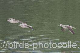 3羽のアオアシシギ　2025.11.01