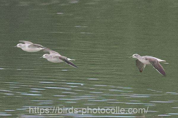 3羽のアオアシシギ　2025.11.01