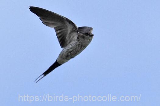 コシアカツバメ　2024.08.25