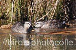 カルガモ　2026.02.04