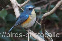 ルリビタキ　2026.02.06