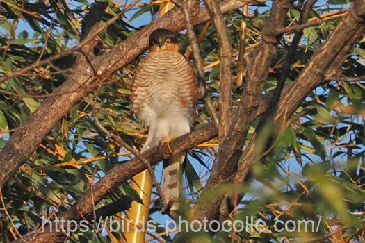 ハイタカ　2023.12.26