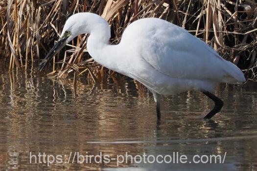 コサギ　2025.01.14