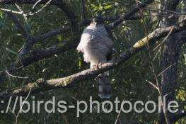 ハイタカ　2026.02.14