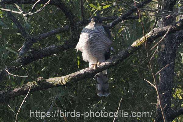 ハイタカ　2026.02.14