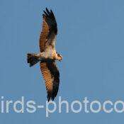 ミサゴ　2026.01.06