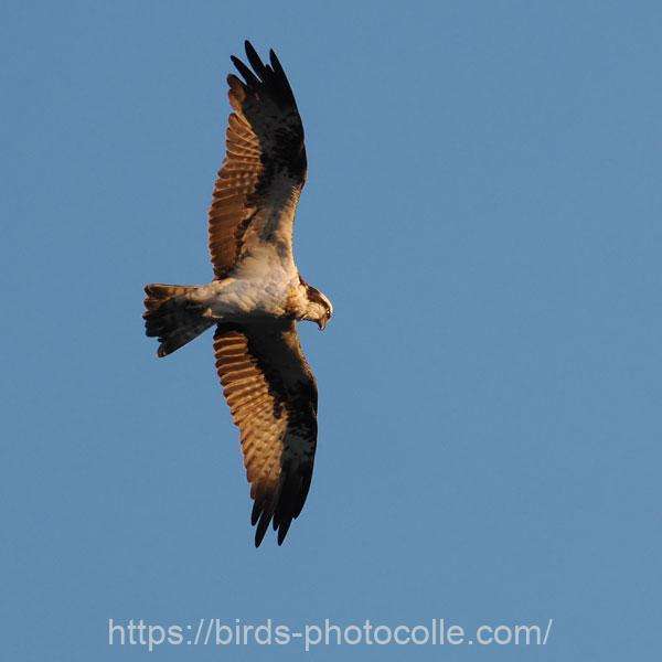 ミサゴ　2026.01.06